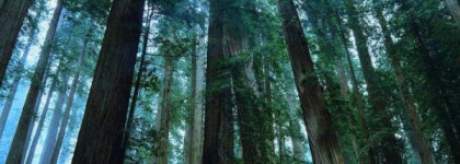 Моя "радуга" ароматов