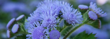 Аптечный уход - 2