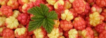 Нектар из морошки - Освежающий энергетический нектар для сияния кожи  Lumene Vitamin C+