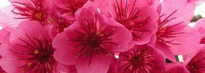 Неновогоднее настроение с лаком Pupa Lasting Color №301