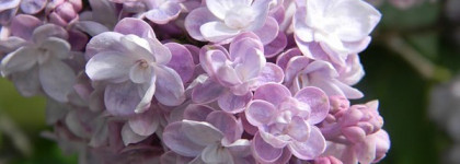 Yves Rocher: Un Matin au Jardin