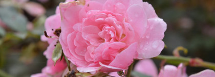 Brocard - Rose Water Vintage