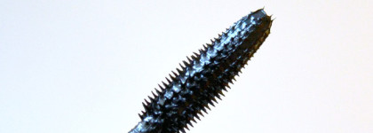 Lancome: Hypnose Volume-a-Porter Mascara 01 Noir