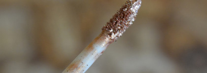 Что одному - привычный ассортимент, то другому - заграничная диковинка