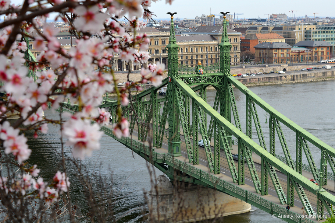 Вид на мост Свободы с горы Геллерт. Уже зацвел миндаль, а по другую сторону Дуная виднеется экономический университет. Нам туда.