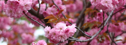 Ханами круглый год: Косметика и парфюм с ароматом сакуры