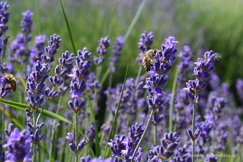 Пчёлы на лавандовом поле