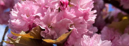 Дыхание весны с люксовым ароматом Guerlain Aqua Allegoria Flora Cherrysia