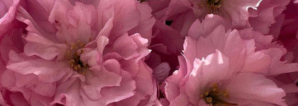 Дыхание весны с люксовым ароматом Guerlain Aqua Allegoria Flora Cherrysia