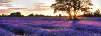 Куда приводят мечты с OPI NL B29 "Do you lilac it?"