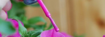 Розовый флирт с ORLY  Flirty