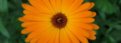 Самый весенний лак - OPI Y'all come back ya hear? NL T20