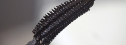 Замечательно! Maybelline New York Lash Sensational Lash Multiplying Mascara Black Веерный объем