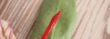 Легенда-Nouba 7