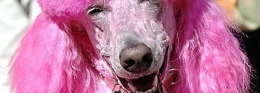 Безумный розовый с Fancy Fuchsia от Orly