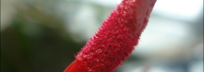 Жидкая устойчивая помада Nouba Millebaci rossetto liquido lunga tenuta #07