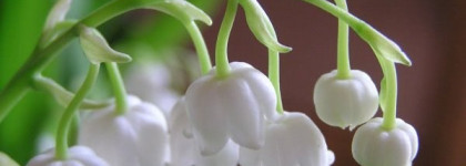 Нежное дуновение весны с Be Delicious Fresh Blossom от Dkny