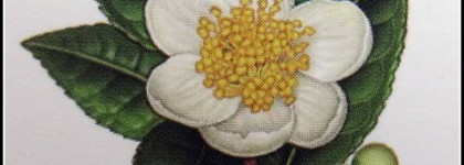 L'erbolario eye cream with camelia and grape seeds extract - L'erbolario крем вокруг глаз с камелией и виноградными косточками