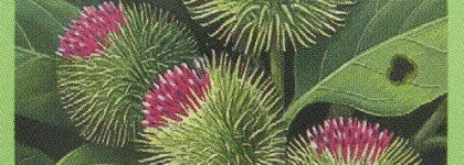 L'erbolario rosemary and burdock face cream for oily and impure skin - крем с репейником и розмарином для жирной и проблемной кожи