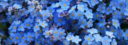 Ногти цвета незабудки или Essence Blossoms etc. nail polish, 05 Forget me not