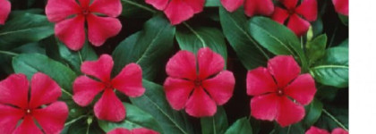 Лаки  Vivienne Sabo