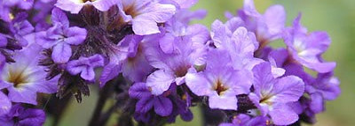 Etro - Heliotrope - аромат Солнца