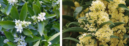 Narciso Rodriguez For Her EDP