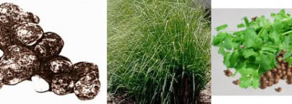 Narciso Rodriguez For Her EDP