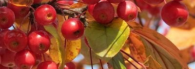 Яблочный красный - LuxVisage Glam look cream velvet 315