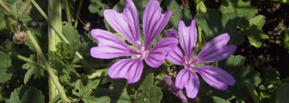 That's Mauve! Лиловые радости моей косметички