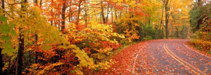 Secrets d'Essences Iris Noir, секретная эссенция от Yves Rocher для настоящих леди