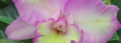 Нежнее нежного: лак для ногтей O.P.I Hawaiian Orchid NL A06