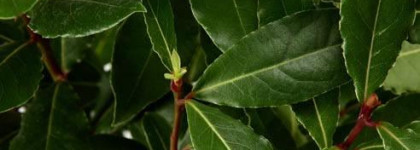 Моя любовь к востоку Serge Lutens Аrabie