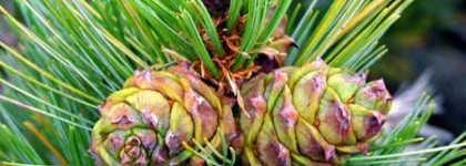 Моя любовь к востоку Serge Lutens Аrabie