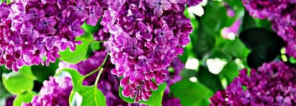 Сирень на ногтях с лаком Rimmel Lycra Pro #312 Ultra Violet