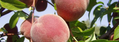 Восстанавливающий бальзам мгновенного действия от Кларанс - Clarins Beauty Flash Balm