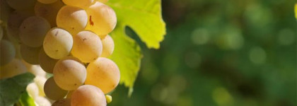 Giorgio Armani Acqua Di Gio