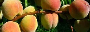 Calvin Klein Euphoria Eau de Toilette - мое новое знакомство