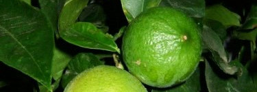 Calvin Klein Euphoria Eau de Toilette - мое новое знакомство