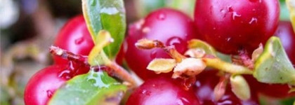 Loewe Quizas Quizas Quizas Passion