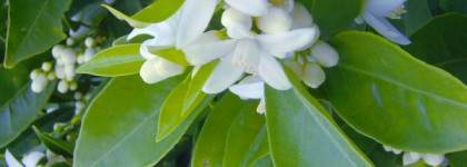 Loewe Quizas Quizas Quizas Passion