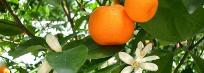 Loewe Quizas Quizas Quizas Passion