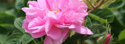 Moment De Bonheur - Момент Счастья -Yves Rocher