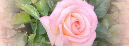 So Elexir - истинный эликсир от Yves Rocher