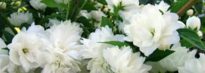 So Elexir - истинный эликсир от Yves Rocher