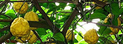 Аромат  мужчины  -  Comme une Evidence Homme  от Yves Rocher