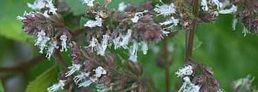 Аромат  мужчины  -  Comme une Evidence Homme  от Yves Rocher