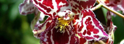 Escada-Incredible Me - моя горсть пастилы