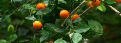 Escada-Incredible Me - моя горсть пастилы