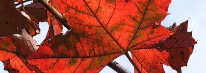 Встречаю осень вместе с Giordani Gold. Лак для ногтей с атласным блеском (тон Captivate/Коралловая роза) Oriflame